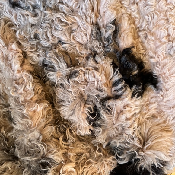 Alexander Wang Shearling Jean Coat Pink Size XS - Picture 7 of 12